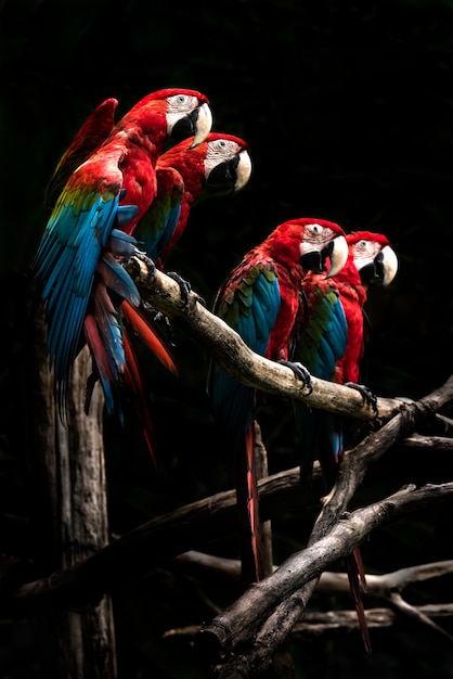 Schöner Vogel des Scharlachroten Macaws lokalisiert auf Niederlassung mit schwarzem Hintergrund