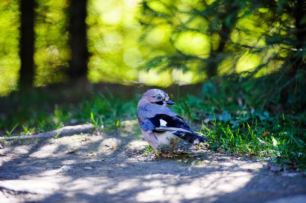 Schöner Vogel im Wald Sommertag