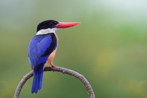 schöner vogel in der migrationszeit im winter blauer vogel mit schwarzem kopf und großen roten schnäbeln auf zweig