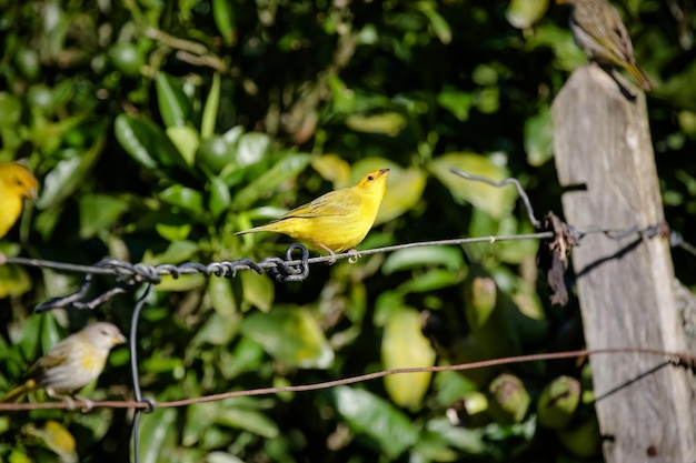 Schöner Vogel in der Natur mit schöner Landschaft im Hintergrund