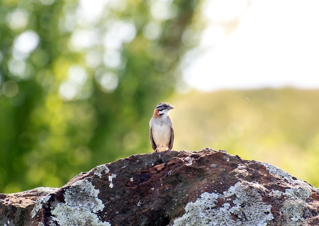 Schöner Vogel Rufouscollared Sparrow Zonotrichia capensis auf einem Felsen