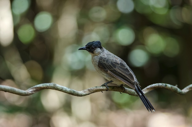 Schöner Vogel rußiger vorangegangener Bulbul