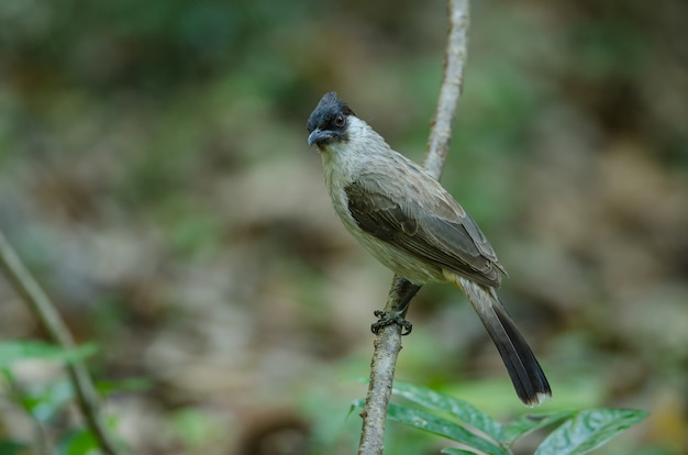 Schöner Vogel rußiger vorangegangener Bulbul