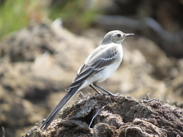 Schöner Vogel