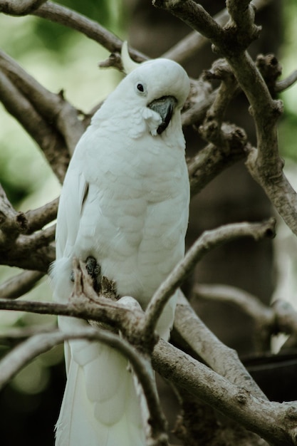 schöner Vogel