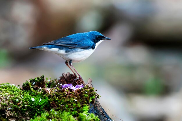 Foto schöner vogel