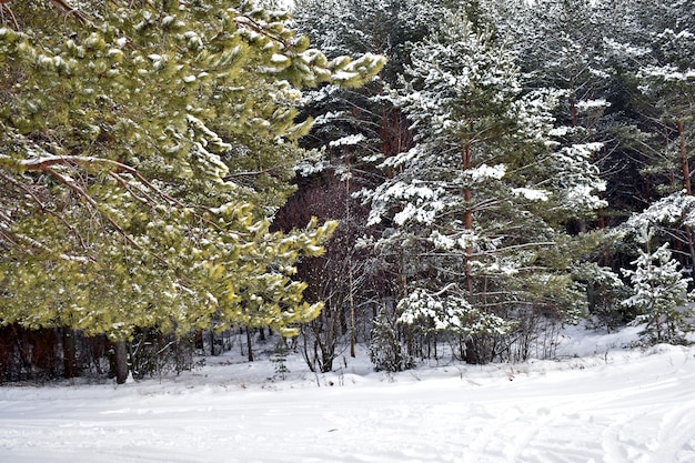 Schöner Wald im Schnee im Winter