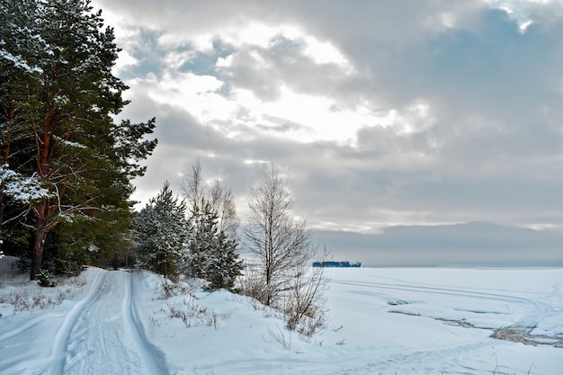 Schöner Wald im Schnee im Winter