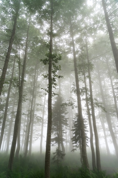 Schöner Wald in Artvin, Türkei