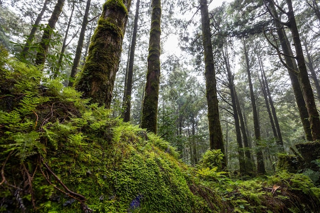 Schöner Wald mit frischen grünen Laubbäumen