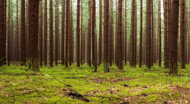 Schöner Wald mit hohen Kiefern und einer Wiese im Hintergrund