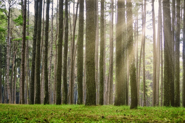 Schöner Wald mit Sonnenlicht zwischen den Bäumen