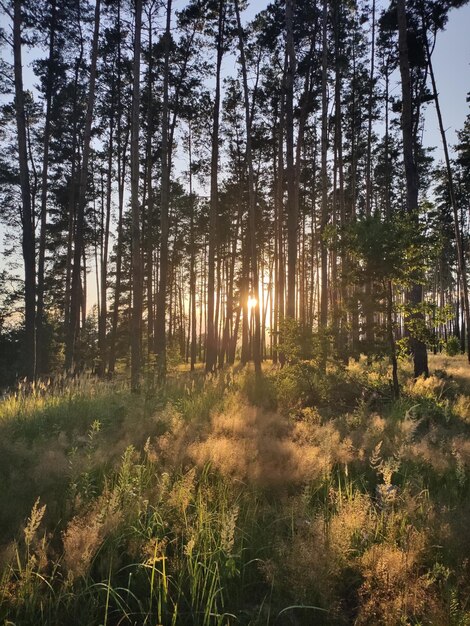 Schöner Wald mit Sonnenuntergang durch Pinien