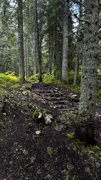 Schöner Wald mit verschiedenen Bäumen