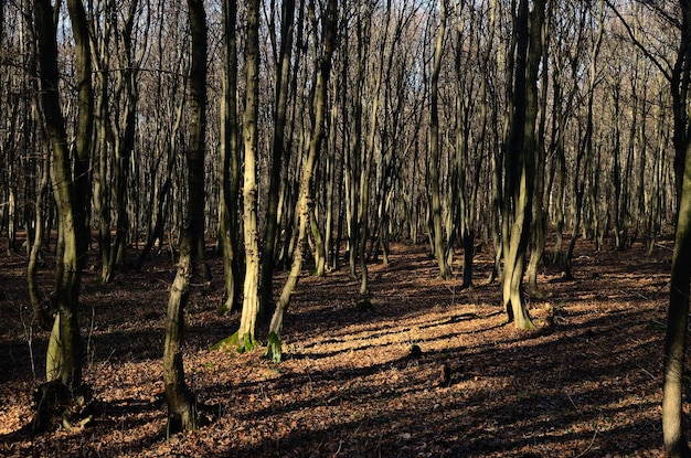 Schöner Wald und Blätter im Winter