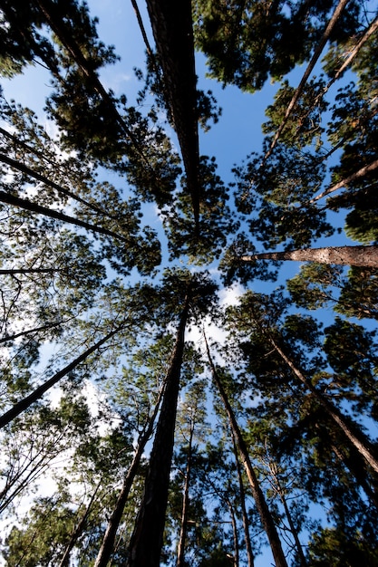 Schöner Wald von Kiefern in Chiangmai Thailand