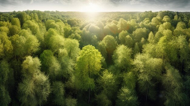 Schöner Waldhintergrund