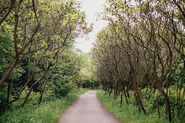 Schöner Waldweg mit Bäumen und Gras herum.