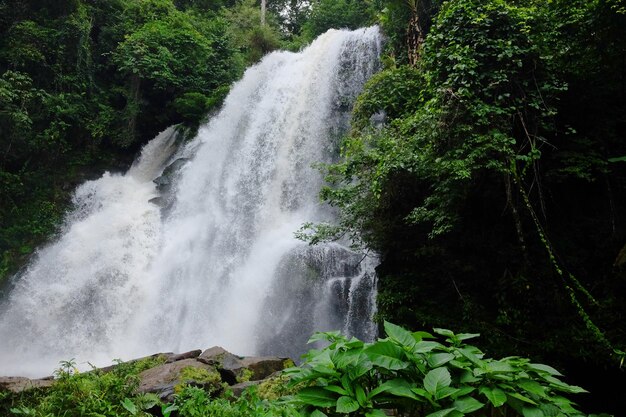 Schöner Wasserfall auf dem Berg und Bach fließt auf dem Felsen des tropischen Regenwaldes Thailand