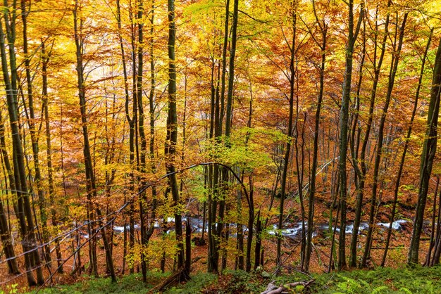 Schöner Wasserfall Shipot im Herbstwald der Karpaten