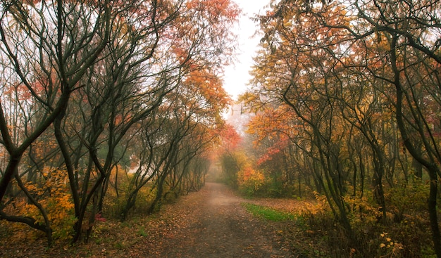 Schöner Weg im Herbstpark