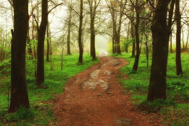 Schöner Weg im Sommerwald