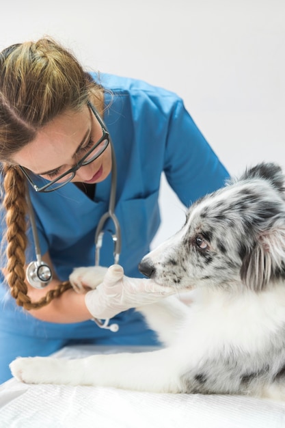 Schöner weiblicher Tierarzt, der den Hund in der Klinik kontrolliert