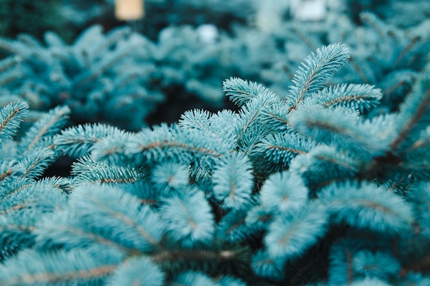 Foto schöner weihnachtskranz aus zweigen von abies nobilis.