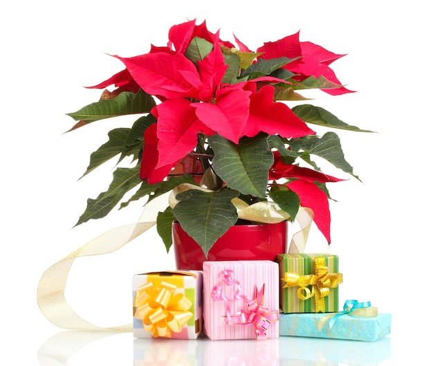 Schöner Weihnachtsstern mit verschiedenen Geschenken isoliert auf weiß