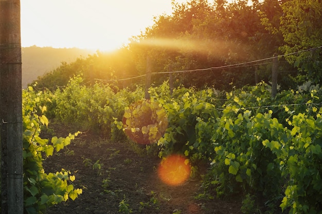 Schöner Weinberg bei Sonnenuntergang am Sommerabend