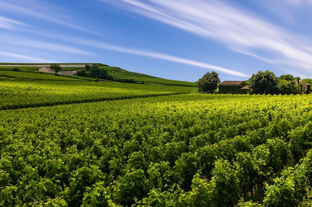 Foto schöner weinberg bei sonnenuntergang reisen sie durch frankreich bordeaux