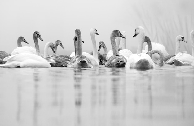 Schöner weißer eleganter Schwanvogel auf einem nebligen Winterfluss