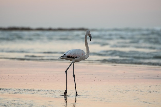 Schöner weißer Flamingo, der bei Sonnenuntergang am Strand unter einem klaren Himmel steht