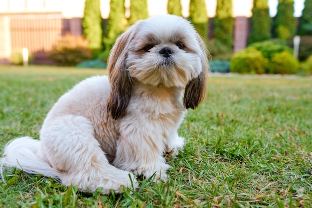 Schöner weißer Hund Shih Tzu sitzt auf dem grünen Gras im Garten. Foto in hoher Qualität