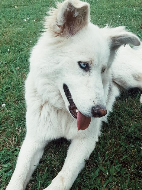 Schöner weißer Hund