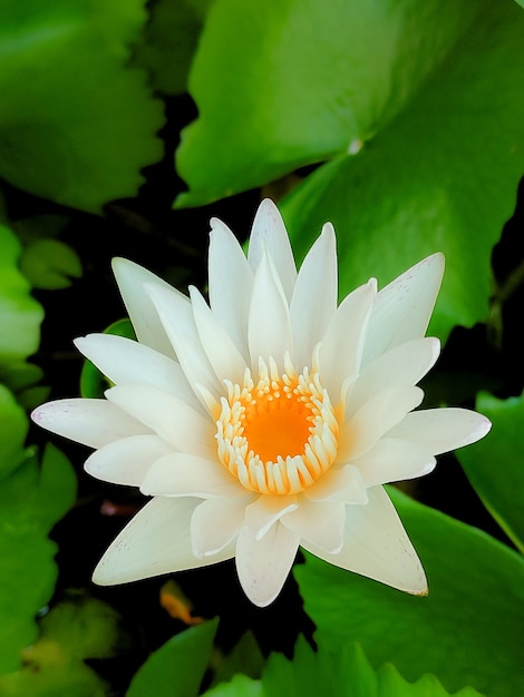 Schöner weißer Lotus im tropischen Garten