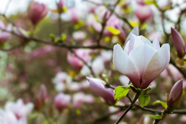 Schöner weißer Magnolienzweigbaum, der im Frühling blüht