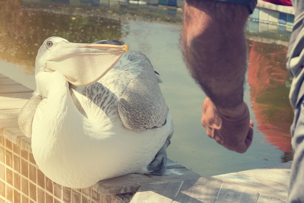 Schöner weißer Pelikan auf einem Brunnenhintergrund mit menschlichen Händen bei Sonnenaufgang