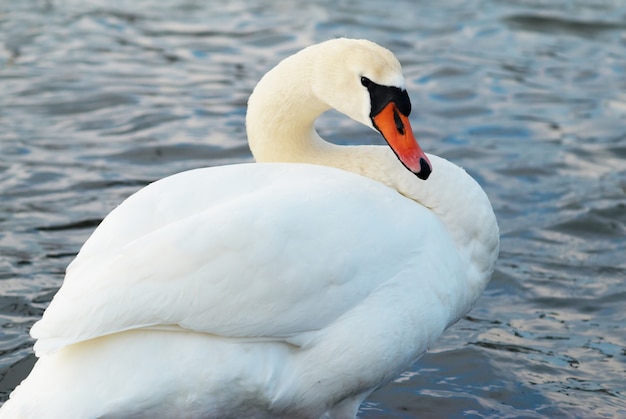 Schöner weißer Schwan auf dem Wasser.