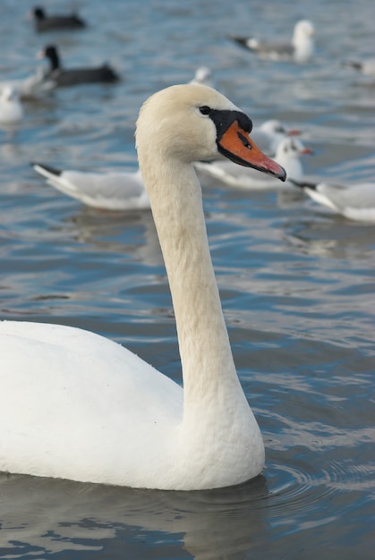 Schöner weißer Schwan auf dem Wasser.