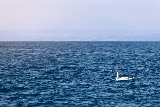 Schöner weißer Schwan auf den Wellen des Gardasees bei Sonnenuntergang Italien