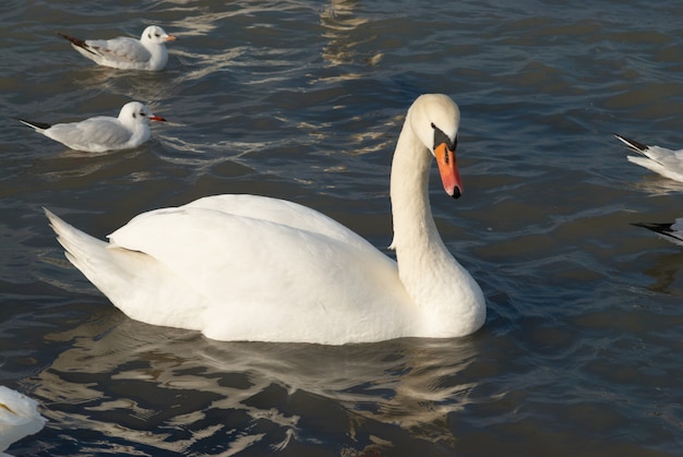 Schöner weißer Schwan auf Wasser