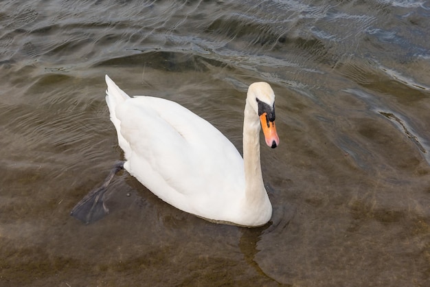 Schöner weißer Schwan im Hyde Park London England Uk