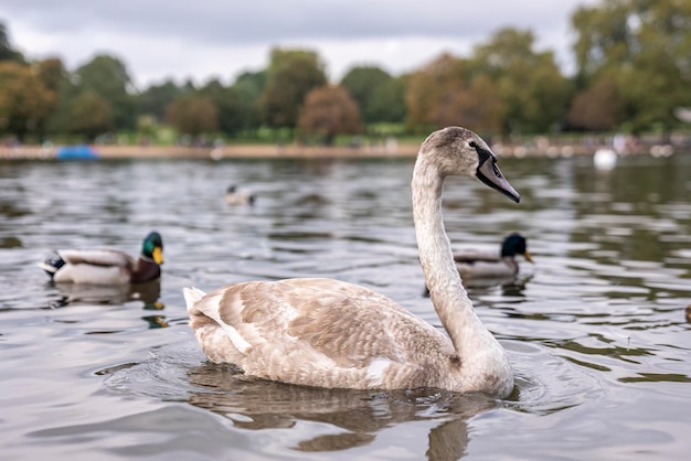 Schöner weißer Schwan mit schwarzem Schnabel, der auf Seewasser im Stadtpark schwimmt