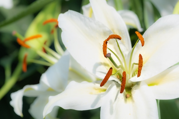 Schöner weißer Tiger der Nahaufnahme lilly Blütentiger lilly Blume