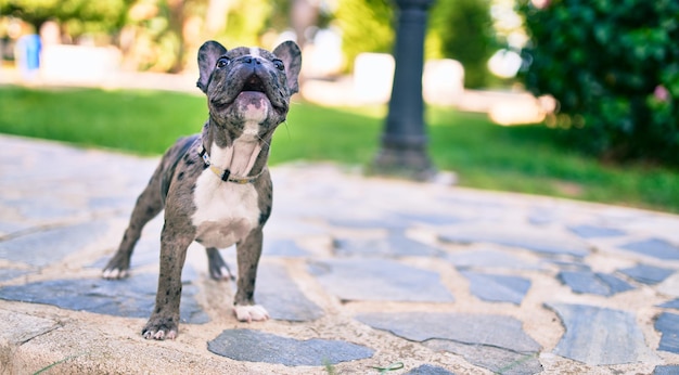 Schöner Welpe entdeckte französische Bulldogge glücklich im Park draußen