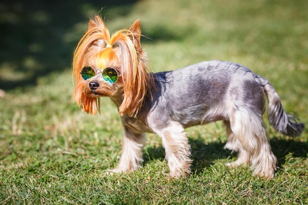 Schöner Welpe von Yorkshire Terrier, kleiner Hund mit Regenbogen-Sonnenbrille auf grünem, verschwommenem Hintergrund