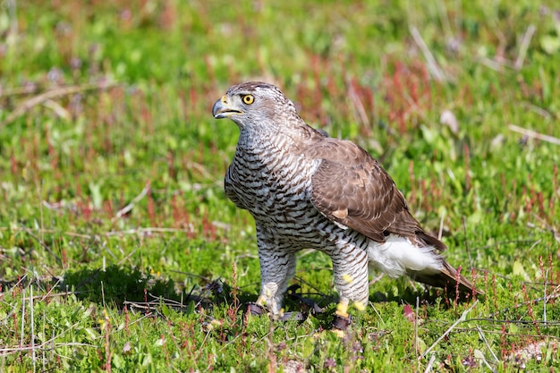 Schöner wilder Habicht, der auf dem Gras geht