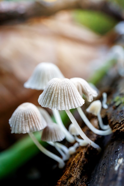 Schöner wilder Pilz auf Holz im Regenwald