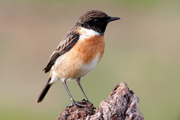 Schöner wilder Vogel hockte auf einer Niederlassung